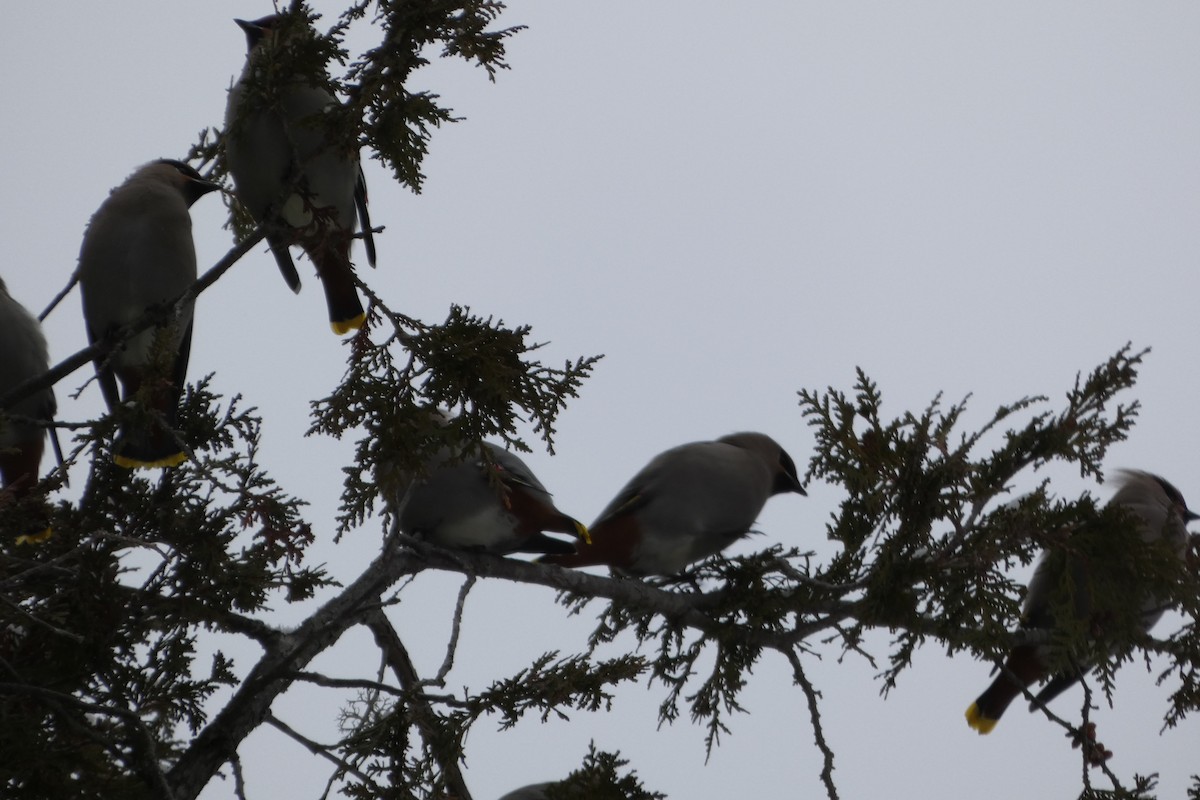 Bohemian Waxwing - ML645851193