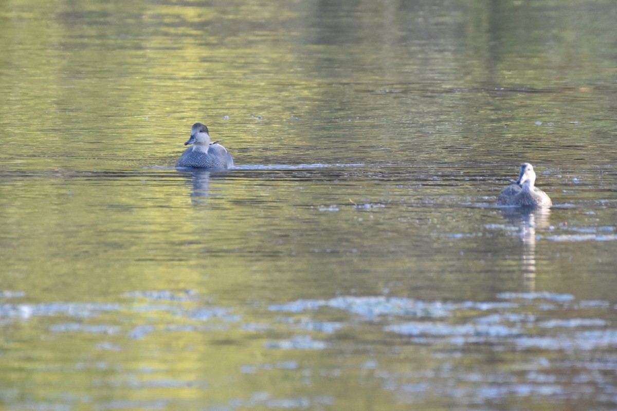 Серая утка - ML645851197