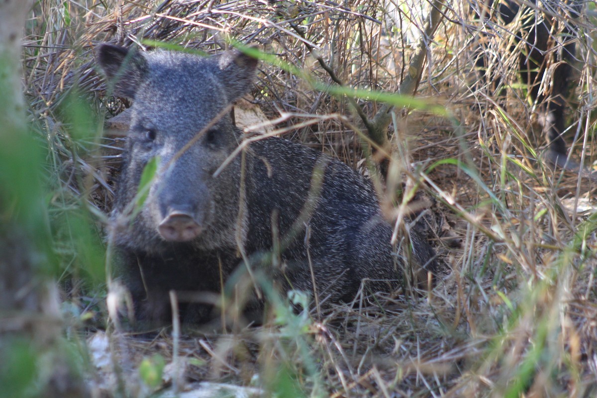 Collared Peccary - ML645851200
