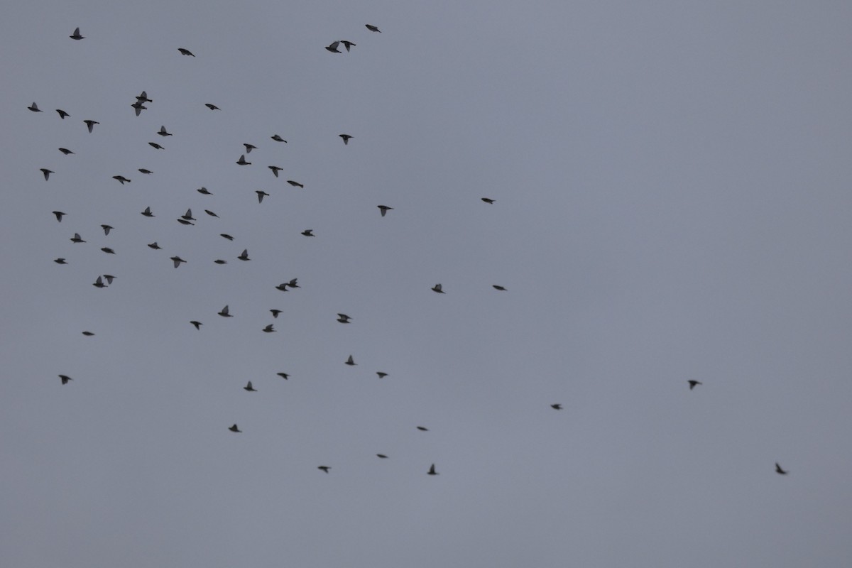 Bohemian Waxwing - ML645851201