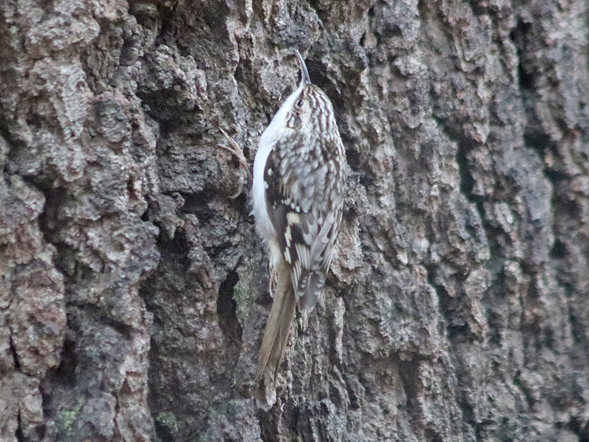 Brown Creeper - ML645851211