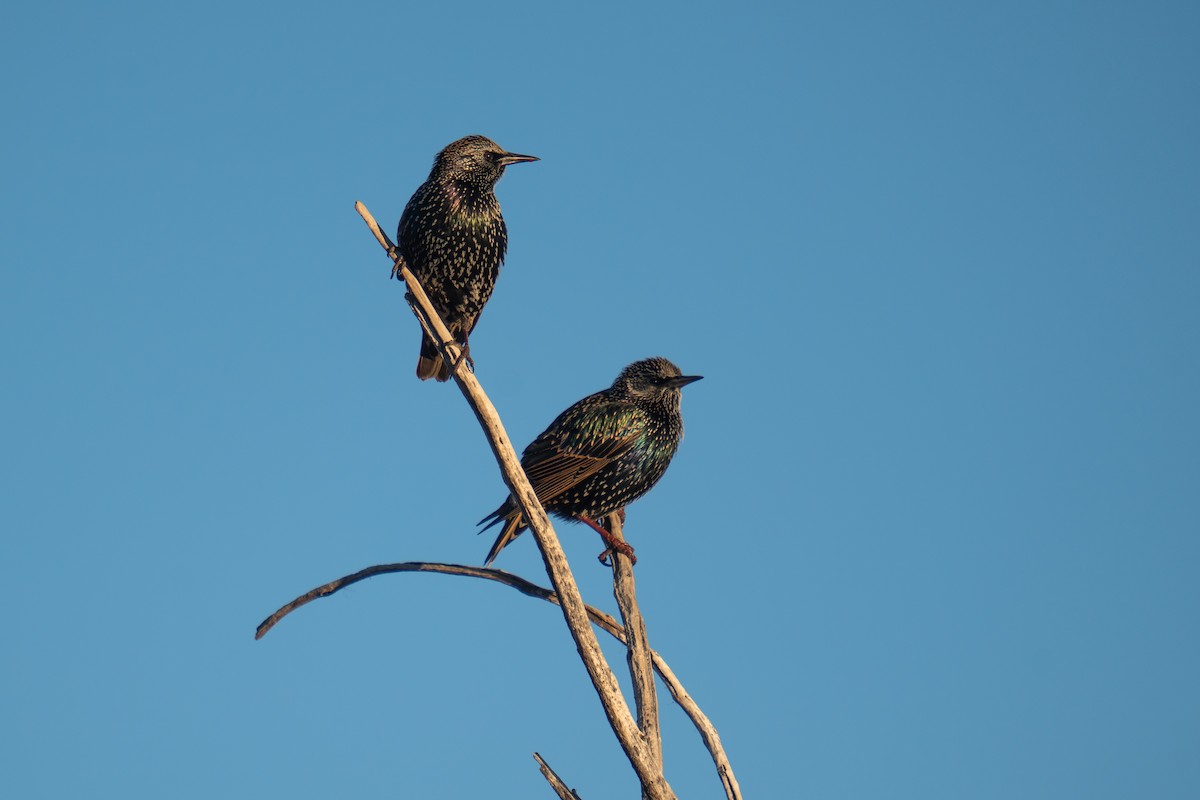 European Starling - ML645851221