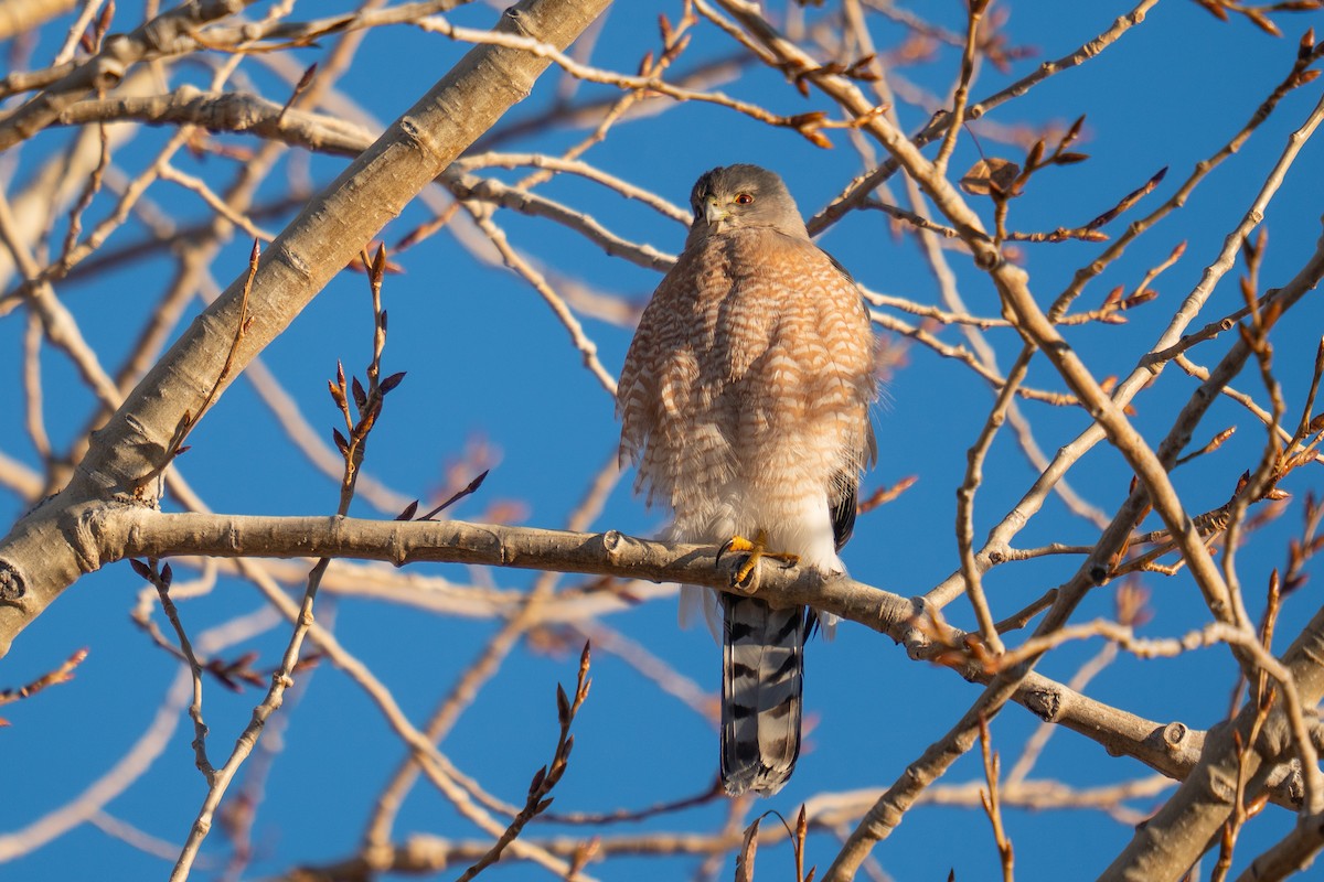 Cooper's Hawk - ML645851235