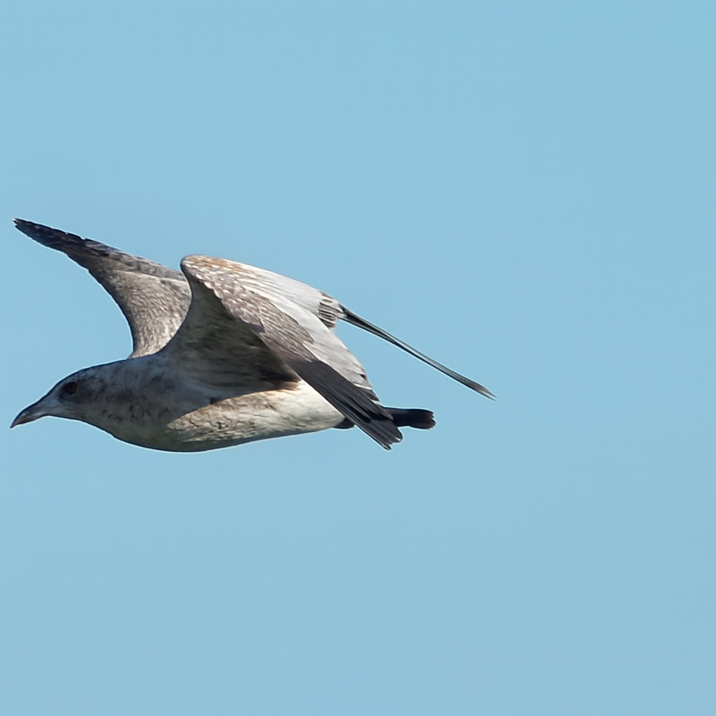 California Gull - ML645851244
