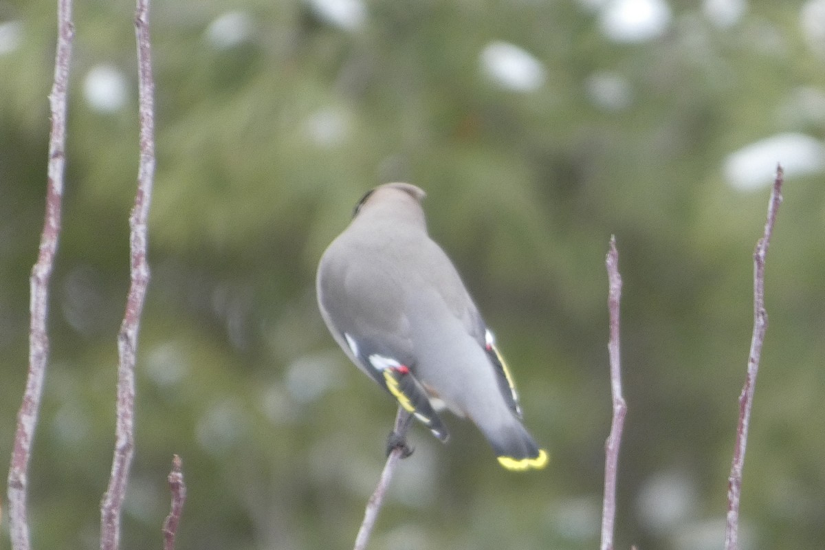 Bohemian Waxwing - ML645851247