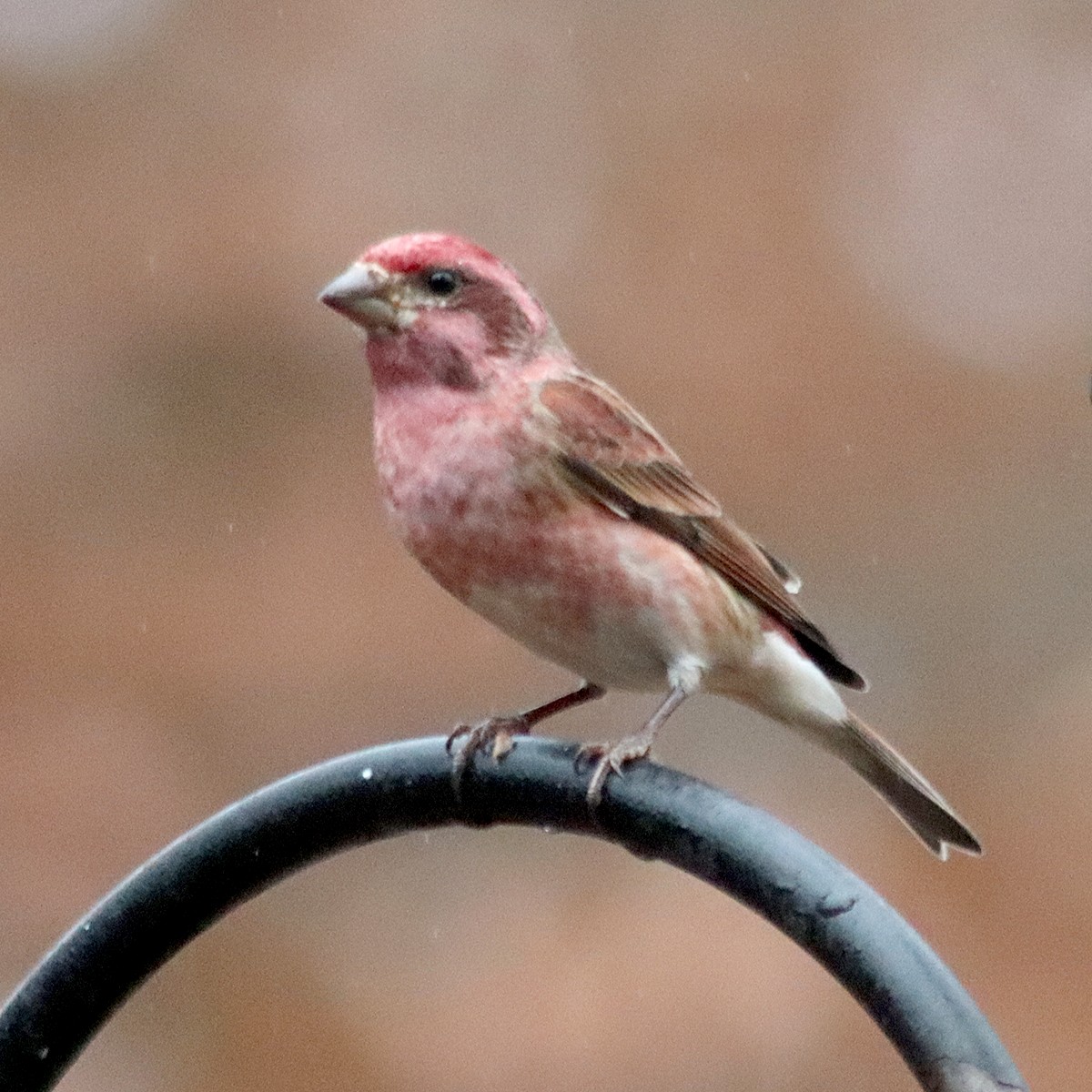 purpurfink - ML645851256