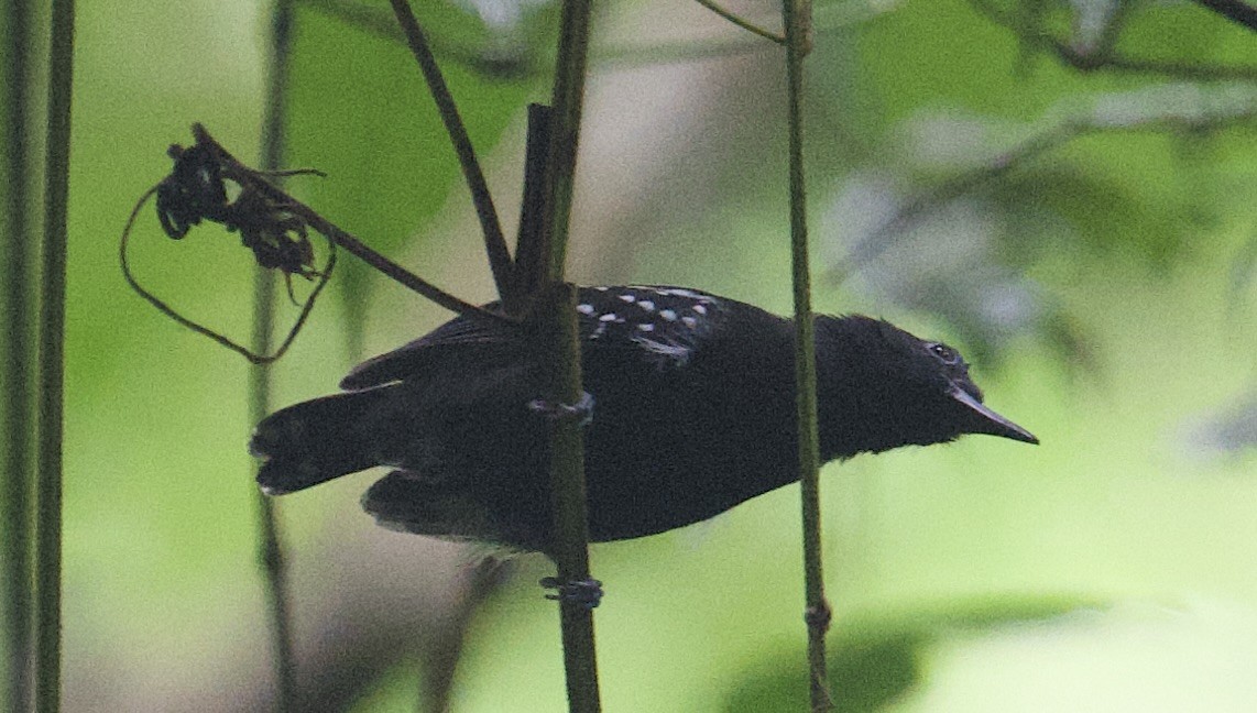 Dot-winged Antwren - ML645851257