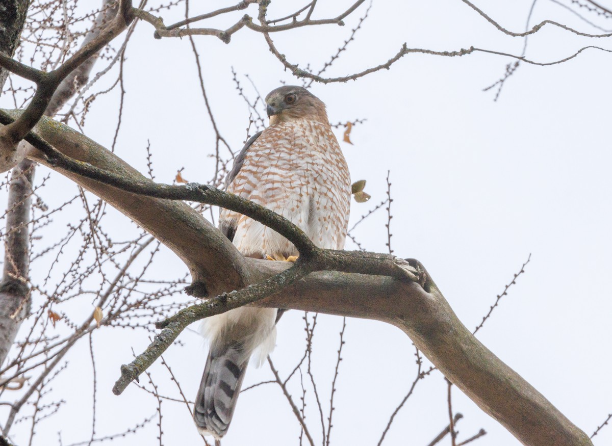 Cooper's Hawk - ML645851263