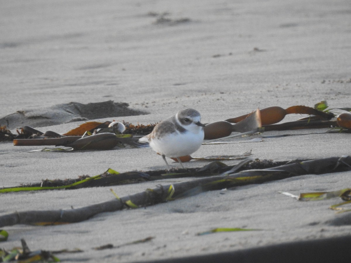 Snowy Plover - ML645851265