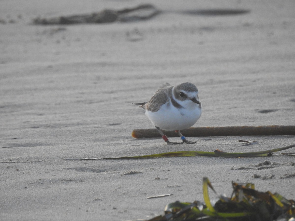 Snowy Plover - ML645851266