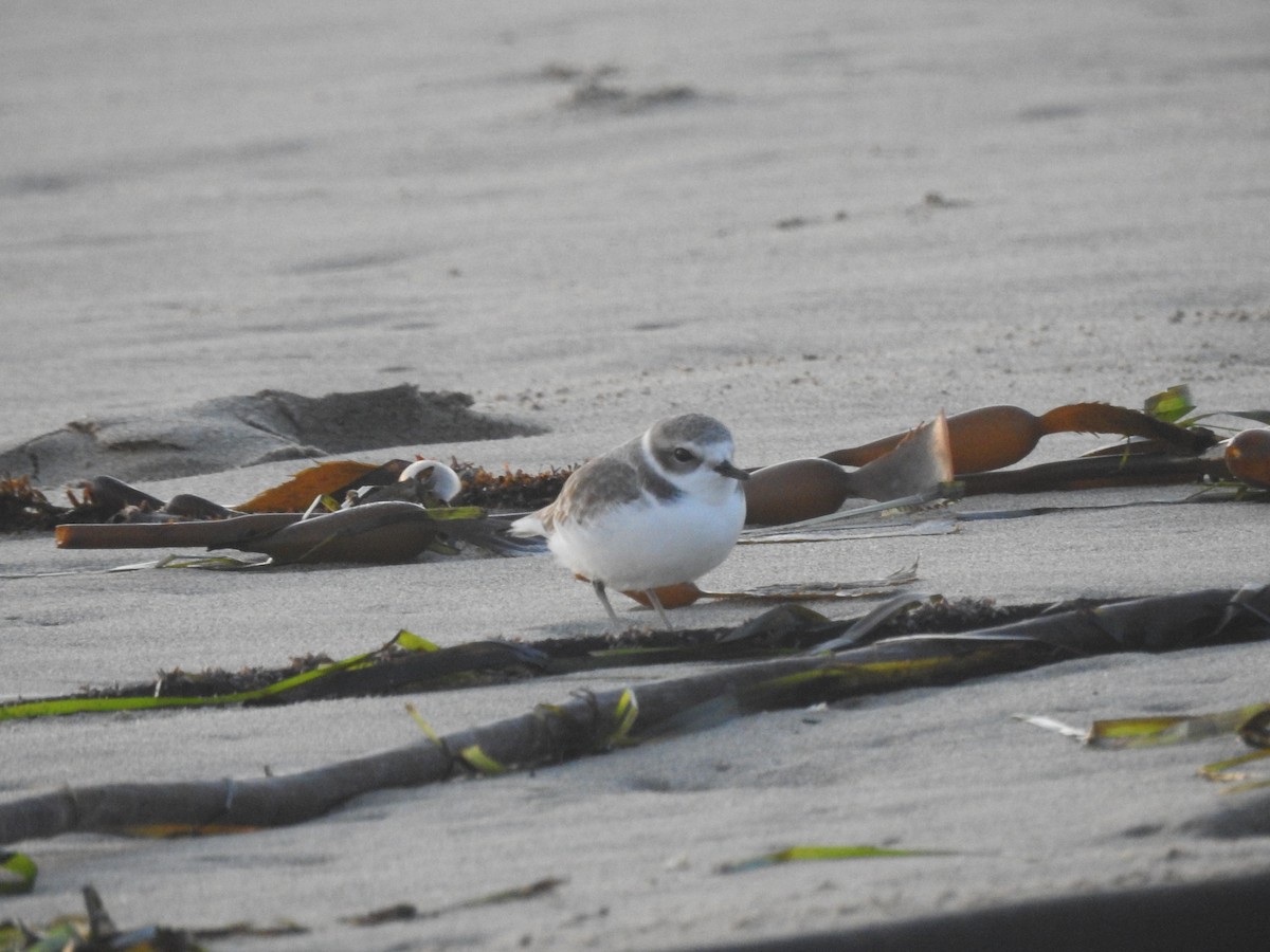 Snowy Plover - ML645851267