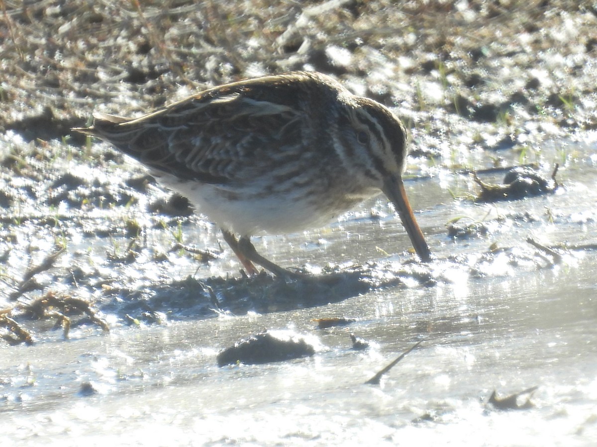 Jack Snipe - ML645851276