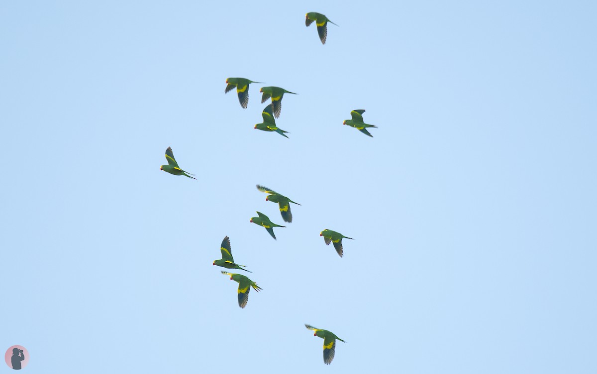 Yellow-chevroned Parakeet - ML645851278
