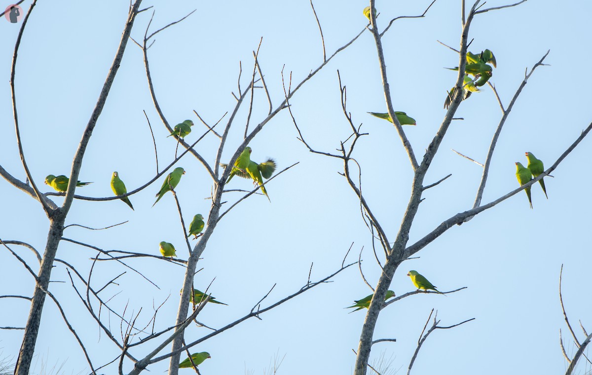 Yellow-chevroned Parakeet - ML645851279