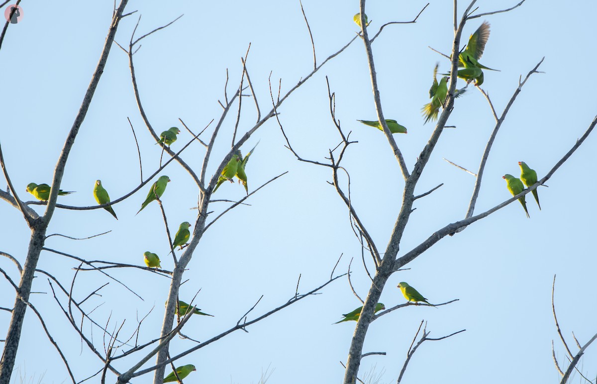 Yellow-chevroned Parakeet - ML645851280