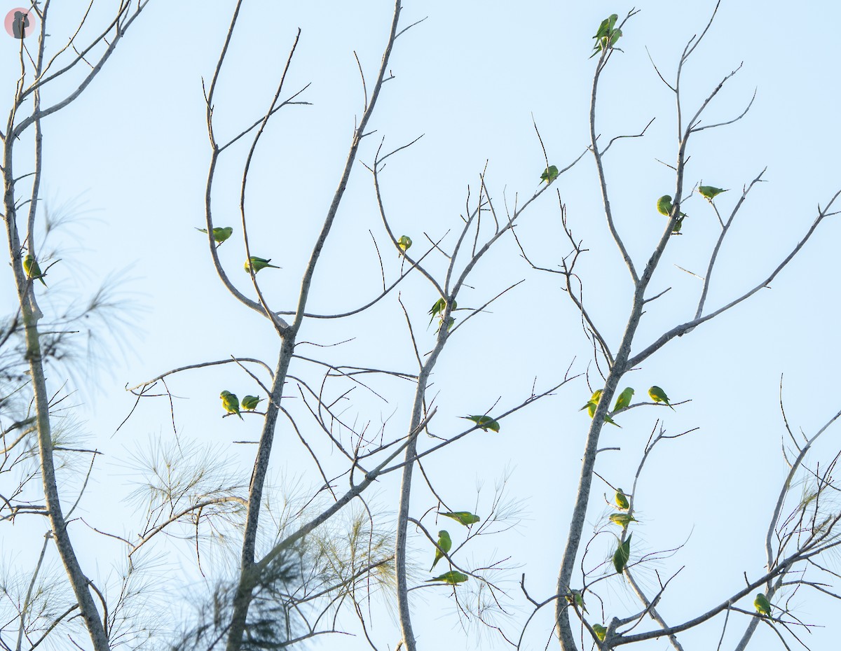 Yellow-chevroned Parakeet - ML645851281