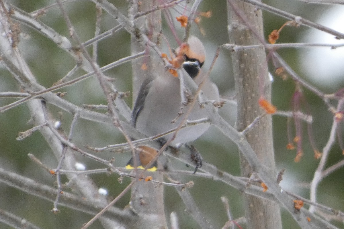 Bohemian Waxwing - ML645851284