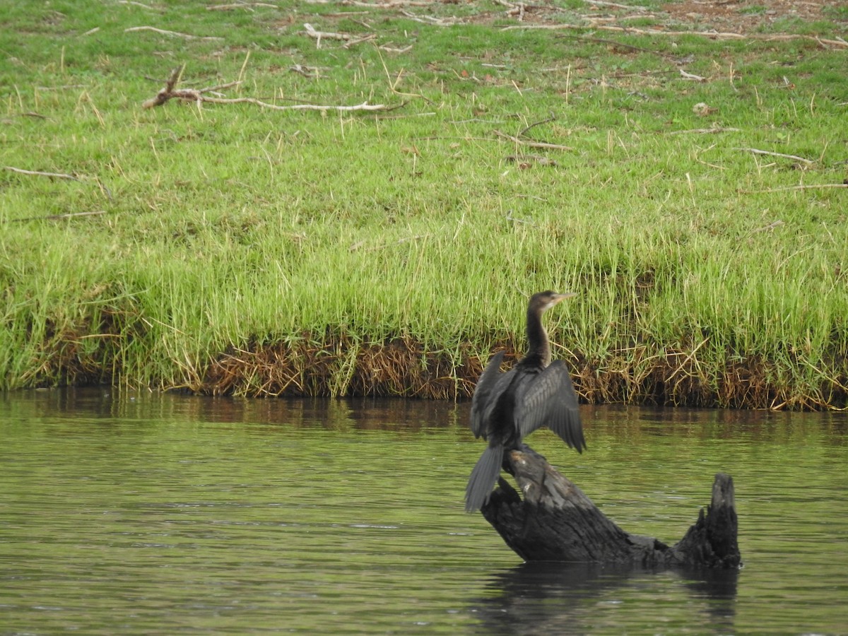 kormorán dlouhoocasý - ML645851292