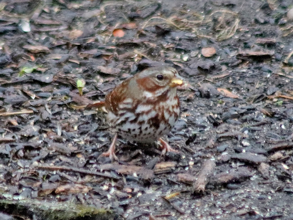 Fox Sparrow - ML645851295