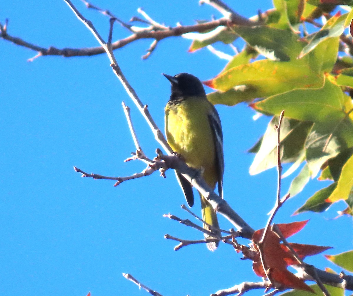 Scott's Oriole - ML645851296