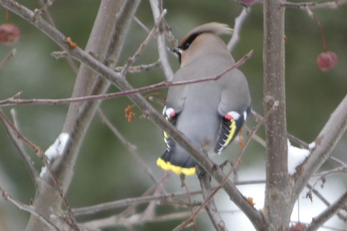 Bohemian Waxwing - ML645851300