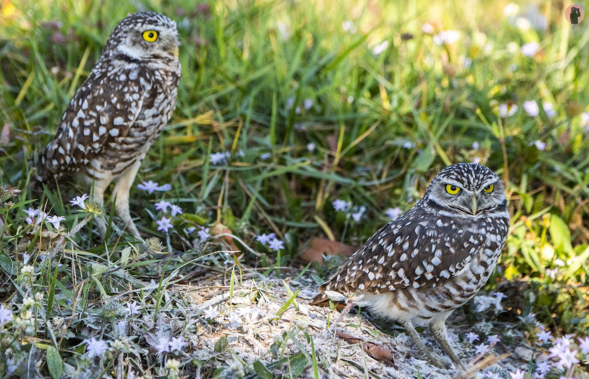Burrowing Owl (Florida) - ML645851309