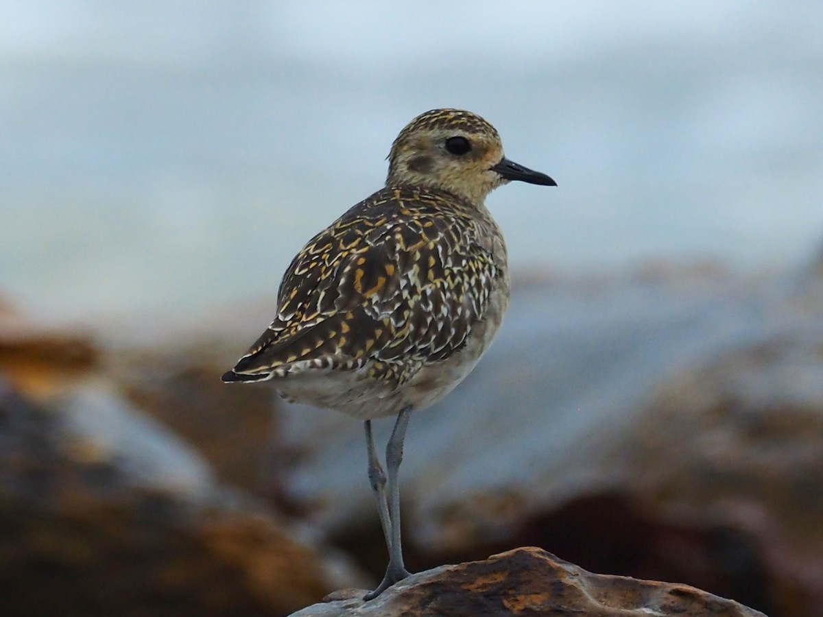 Pacific Golden-Plover - David Boyle