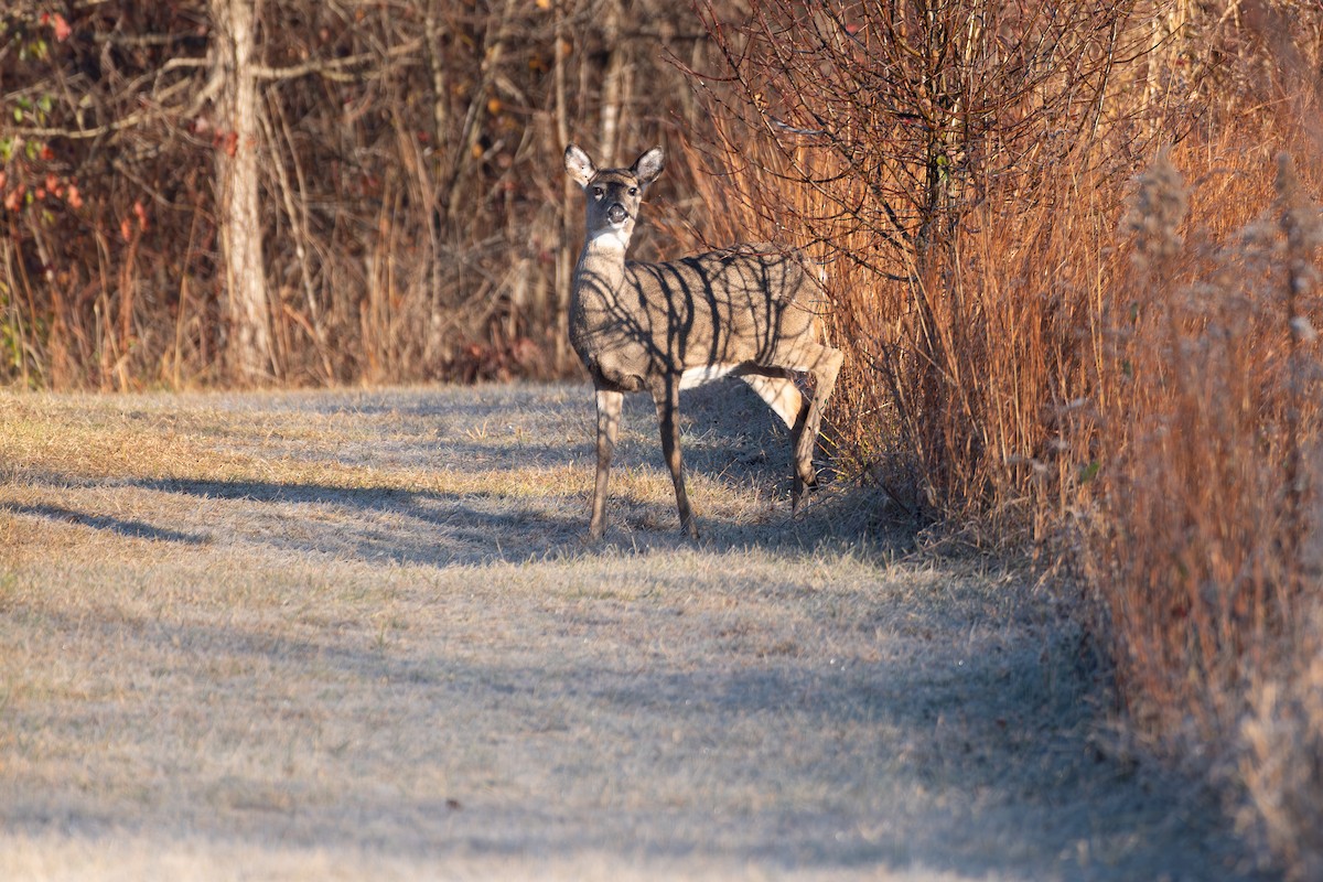 White-tailed Deer - ML645851314