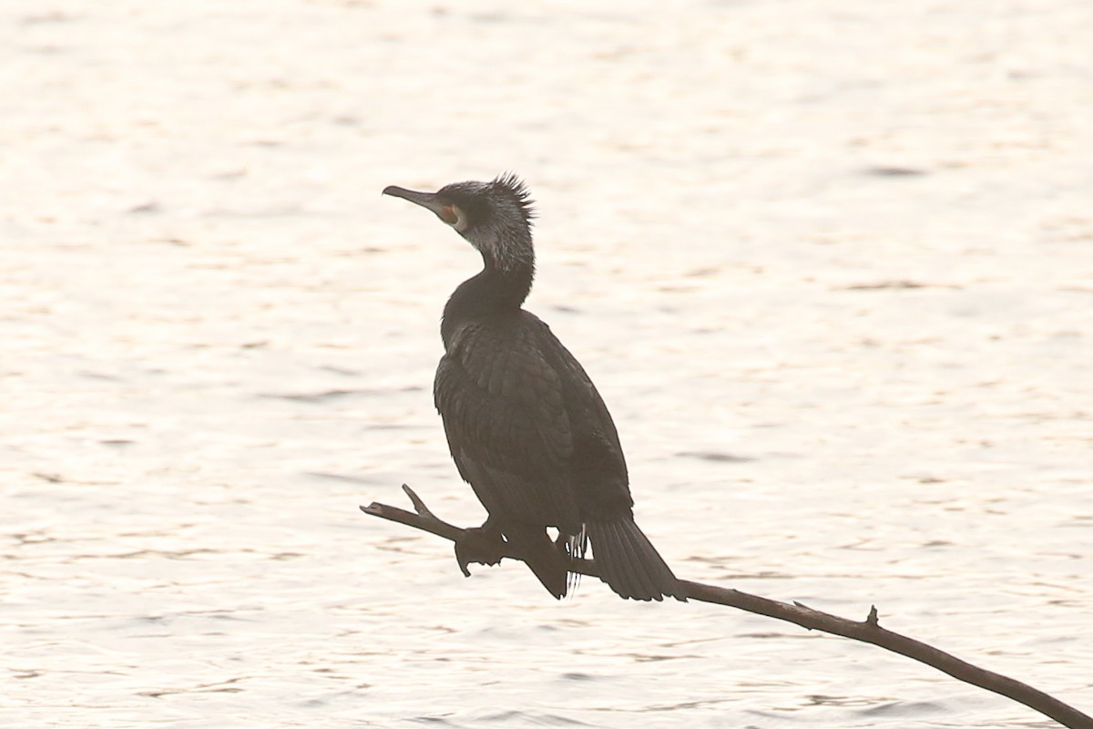 kormorán velký - ML645851321