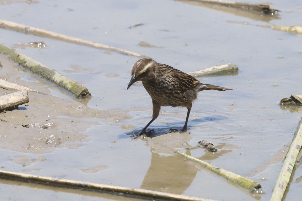 Yellow-winged Blackbird - ML645851324