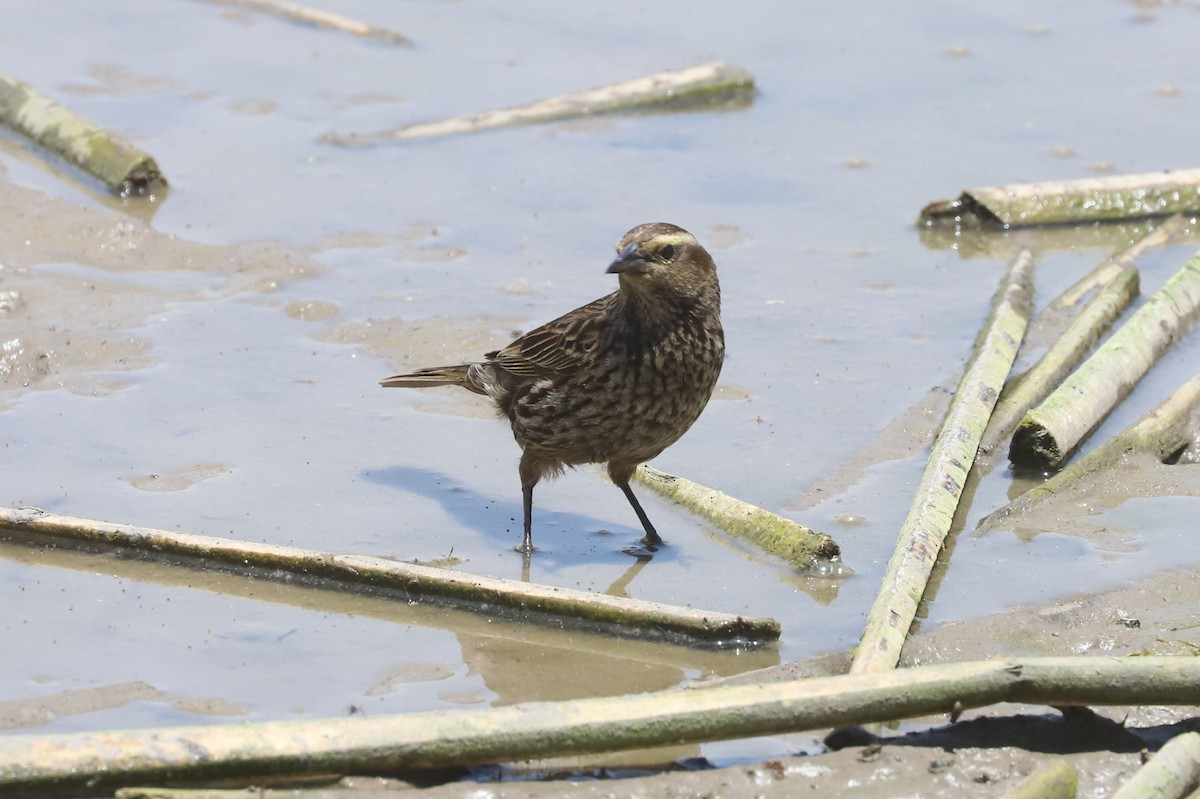 Yellow-winged Blackbird - ML645851325