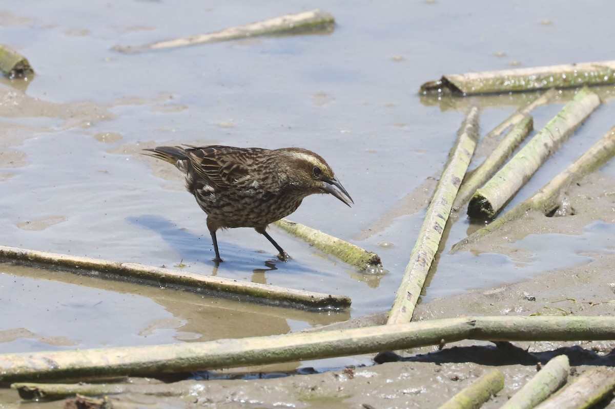 Yellow-winged Blackbird - ML645851326