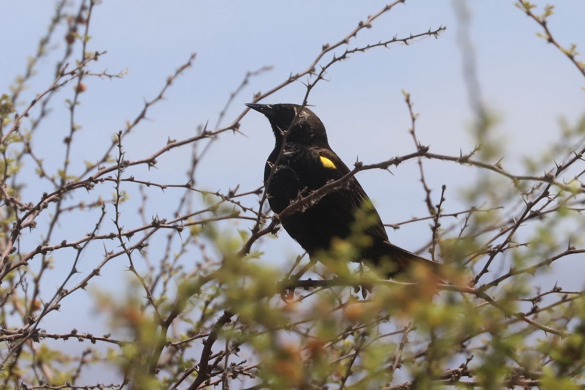 Yellow-winged Blackbird - ML645851327
