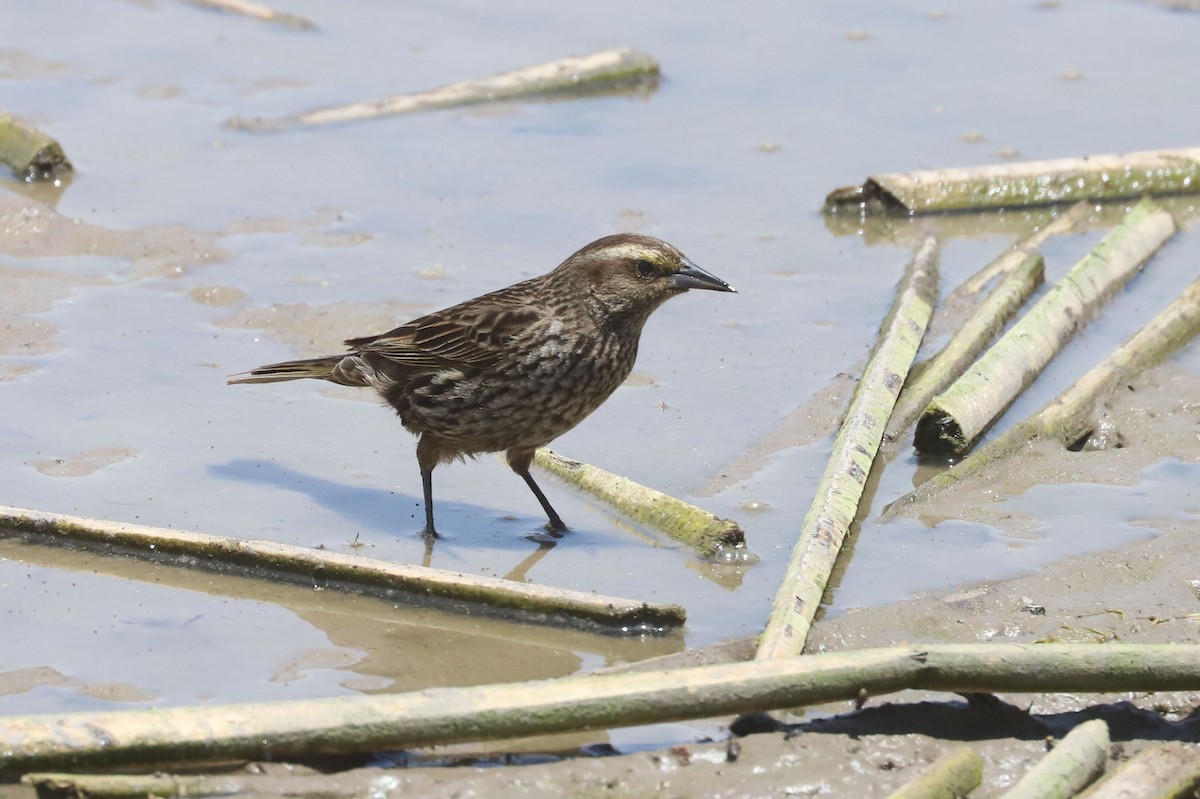 Yellow-winged Blackbird - ML645851328