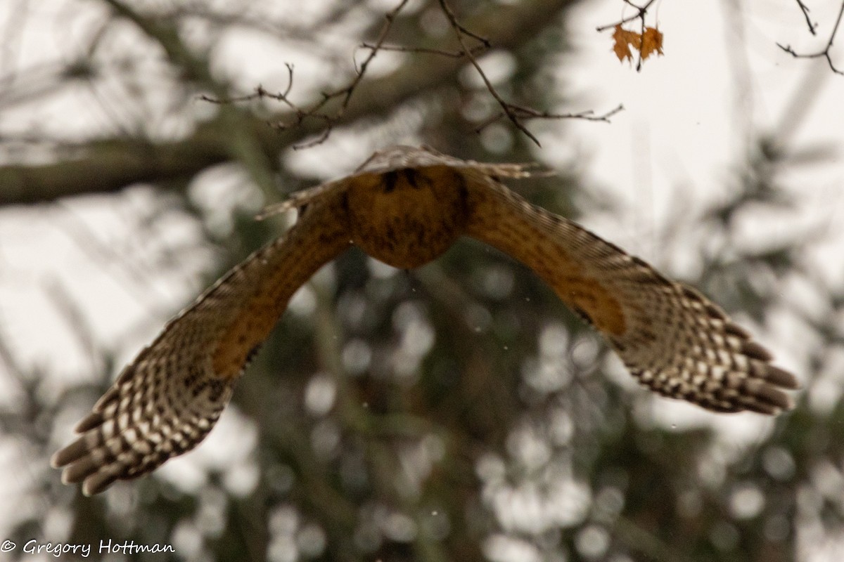 Red-shouldered Hawk - ML645851329