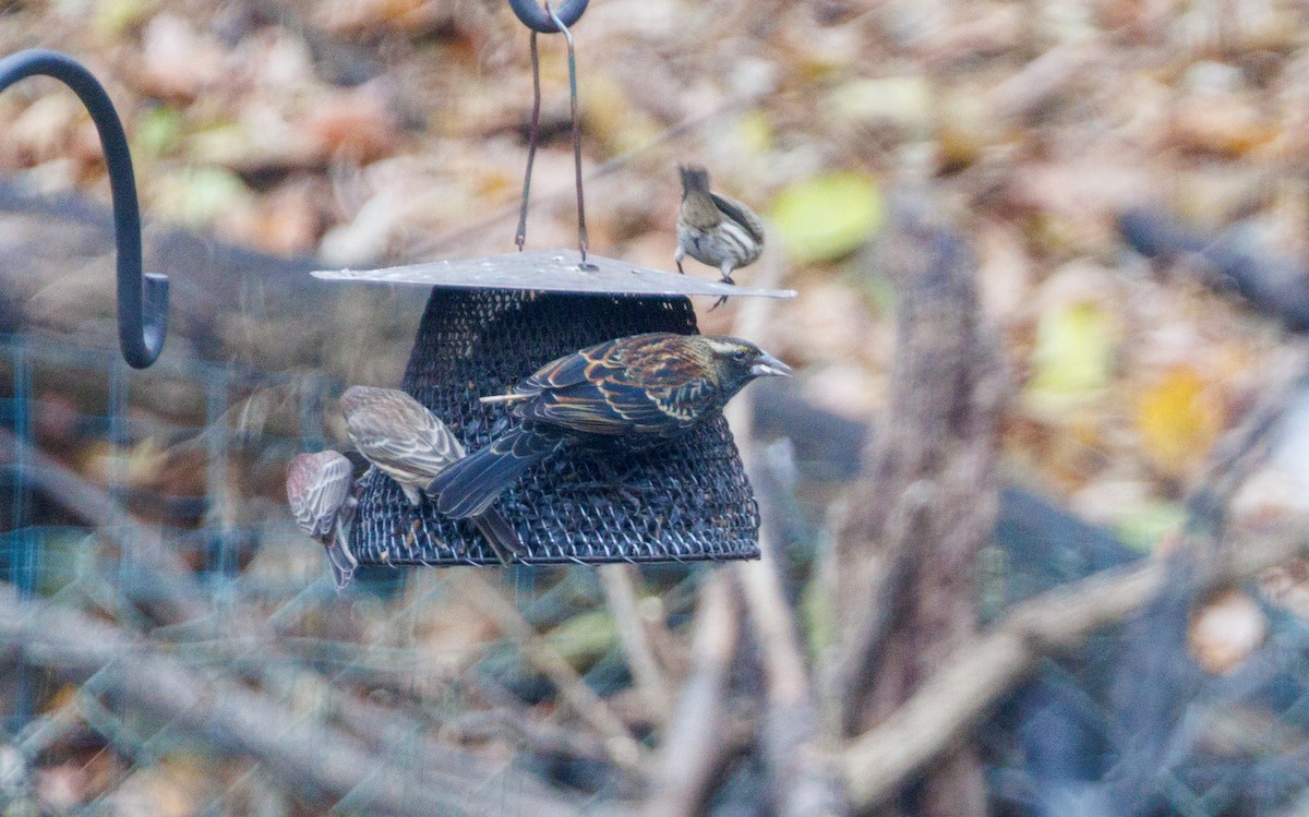 Red-winged Blackbird - ML645851332
