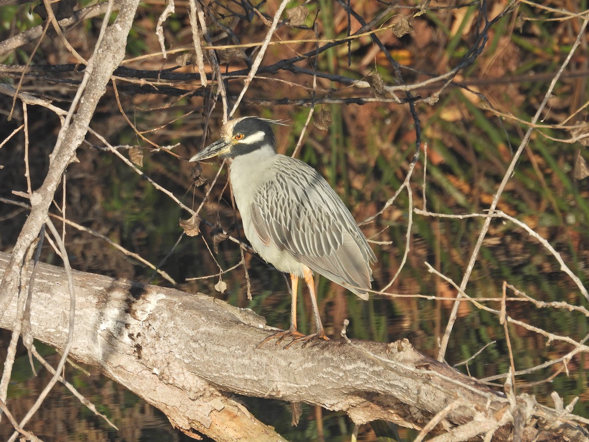 kvakoš žlutočelý - ML645851336