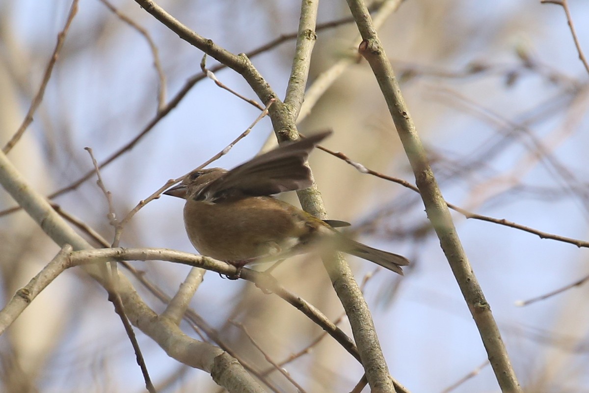 Common Chaffinch - ML645851348