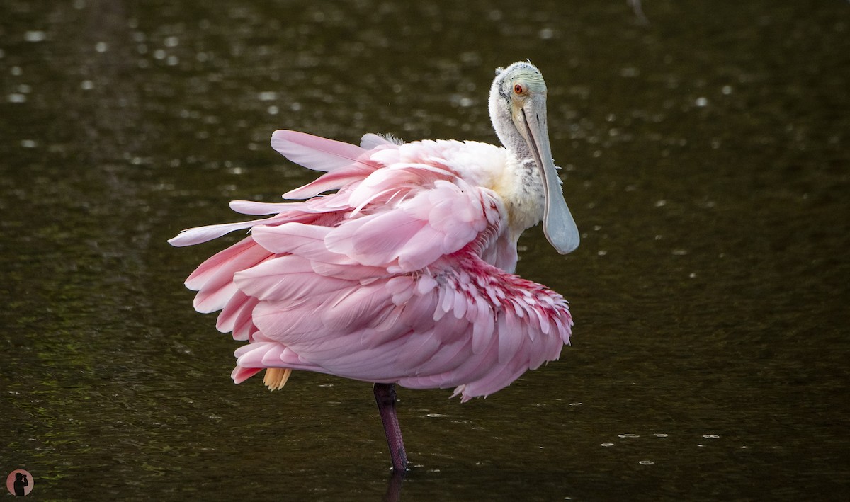 Roseate Spoonbill - ML645851359