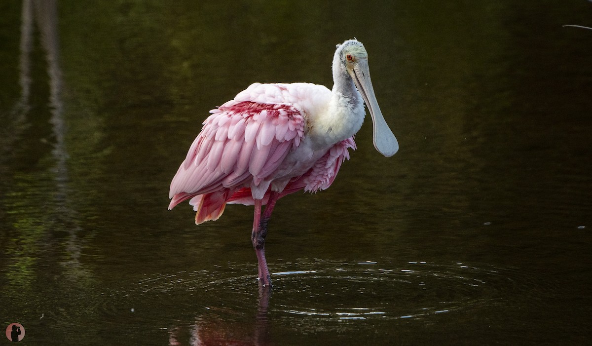 Roseate Spoonbill - ML645851361