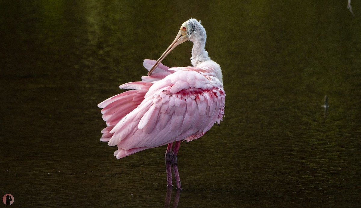 Roseate Spoonbill - ML645851362