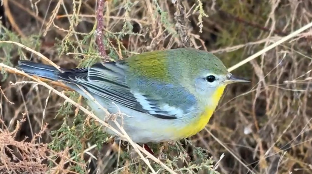 stryparula - ML645851365