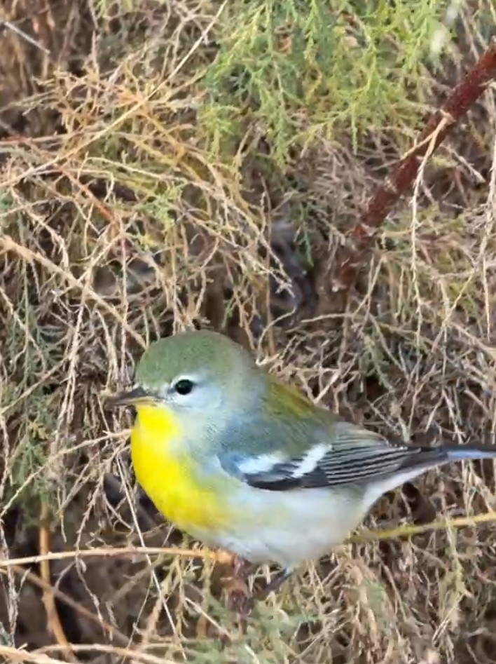 stryparula - ML645851366