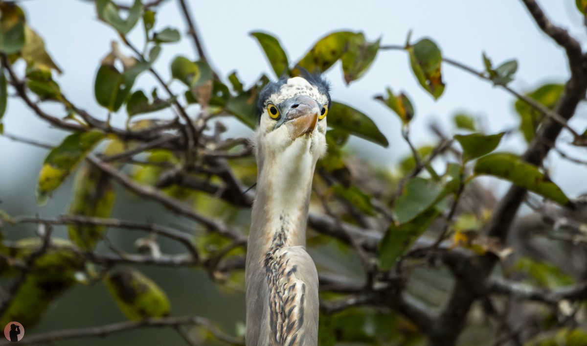 Great Blue Heron (Great Blue) - ML645851369