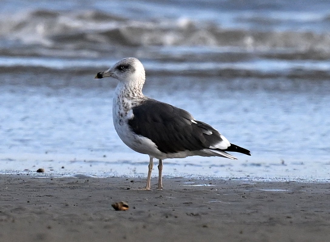 Zafferano - ML645851372