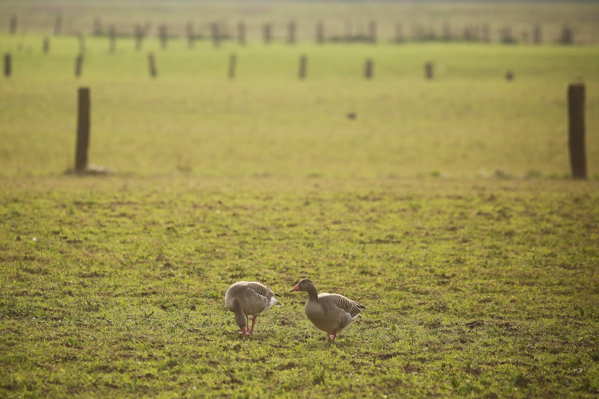 Graylag Goose - ML645851373