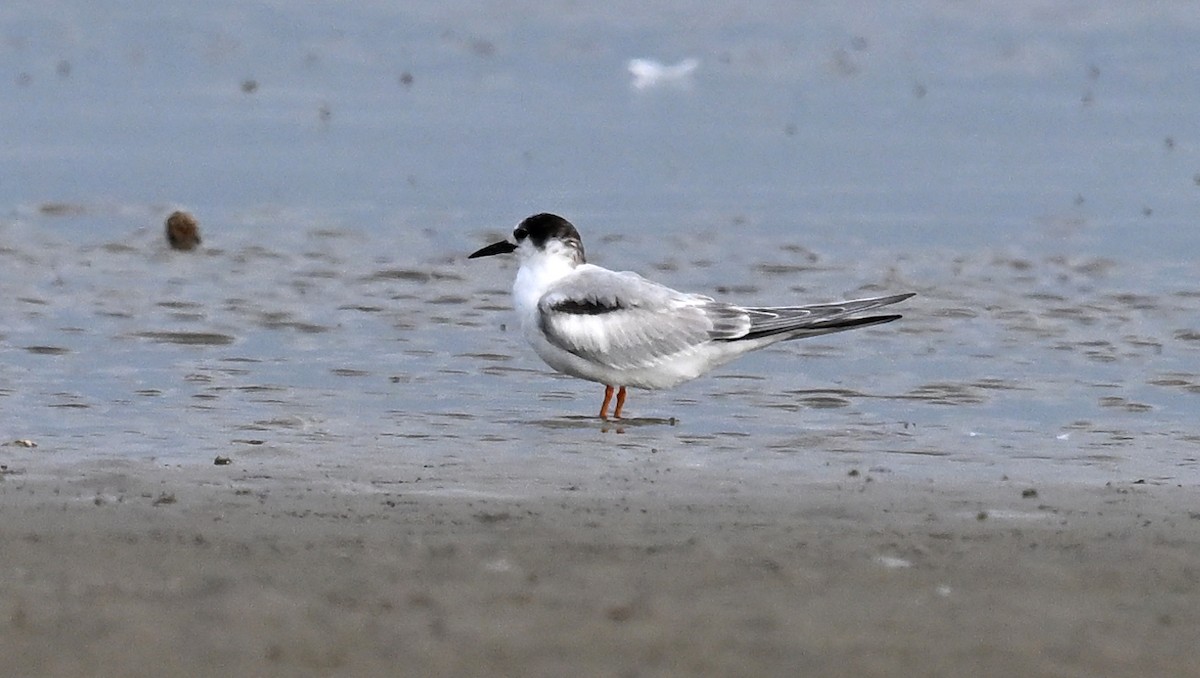Common Tern - ML645851391