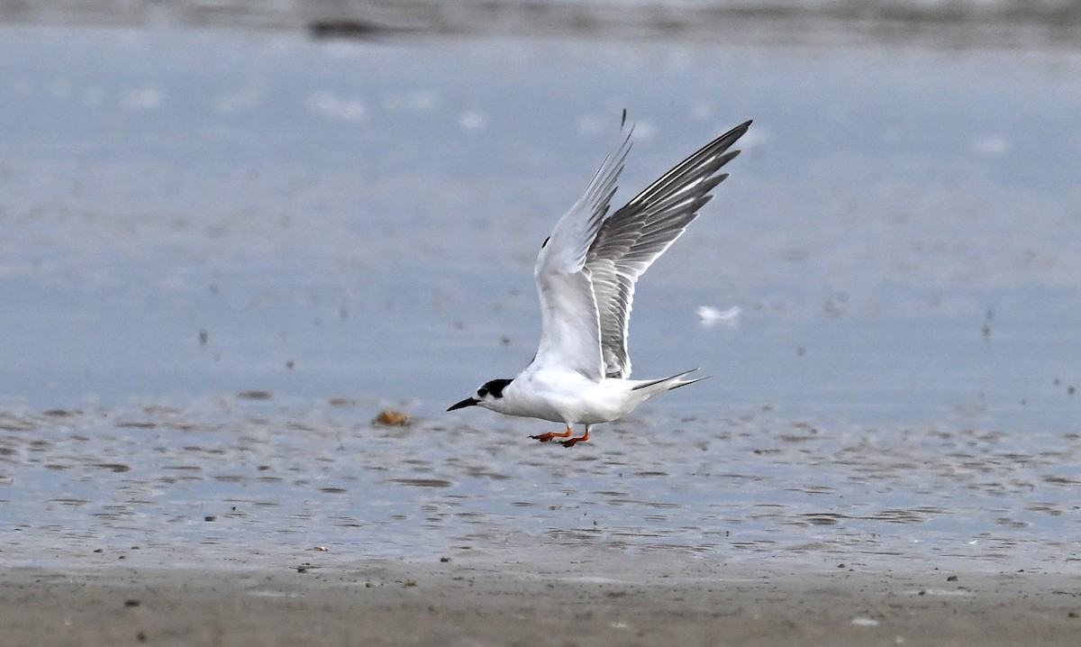 Common Tern - ML645851392