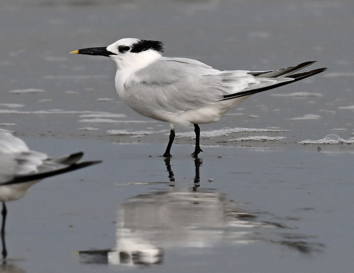 Sandwich Tern - ML645851398
