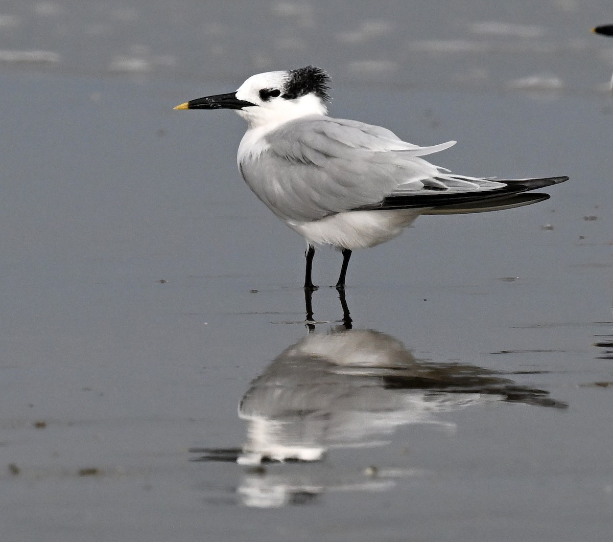 Sandwich Tern - ML645851399